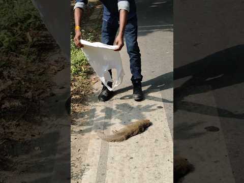 😱छोटे हों या बड़े ये जीव हैं 😱#humanity #respect #mongoose #helping #sad #trending #youtubeshorts😭🙏