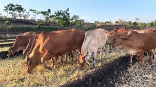 lembu jinak berjalan berbaris lurus mengikuti arah hutan menuju ladang ternak sapi makan rumput