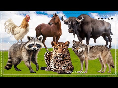 Happy Farm Animal Moments: Buffalo, Horse, Tortoise, Leopard, Raccoon, Cow - Funny Animals