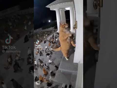 #سوريا_تركيا_العراق_السعودية_الكويت #المدينة_المنورة #القرآن #الكريم #الحرم_المكي