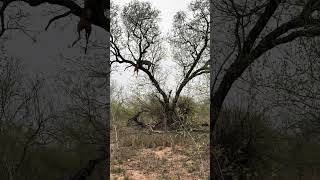 Watch This Leopard Make an INSANE Tree Jump!