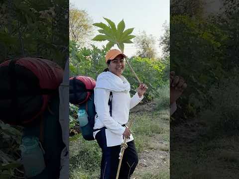 𝟱𝟬°𝗖 🥵 की धूप बचने से , इस प्रकार 🤔𝗨𝘀𝗲 होते अरंडी🍀(𝗖𝗮𝘀𝘁𝗼𝗿) के पत्ते | #shorts #narmadaparikrama