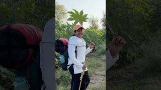 𝟱𝟬°𝗖 🥵 की धूप बचने से , इस प्रकार 🤔𝗨𝘀𝗲 होते अरंडी🍀(𝗖𝗮𝘀𝘁𝗼𝗿) के पत्ते | #shorts #narmadaparikrama