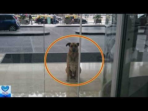 一人の女性に恋した野良犬。一途に待ち続けた結果、驚くべき展開が・・・【感動】