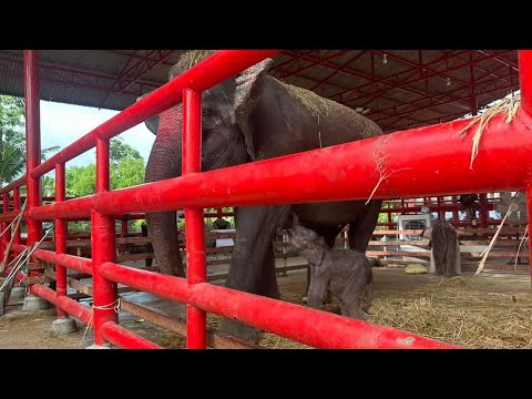 การถ่ายทอดสดของElephantstoryสามสาวดาวซิ่ง