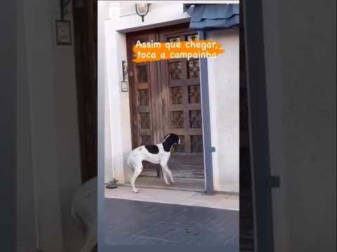 Perrito tocando a la puerta de casa! #reporteros #pets #universoincreible