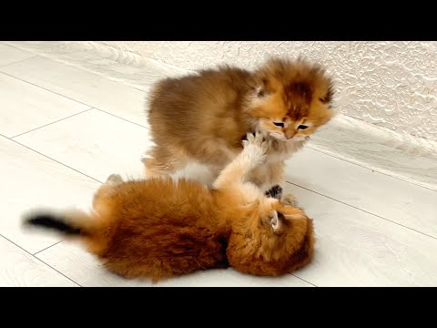 Live: Funny kittens playing!