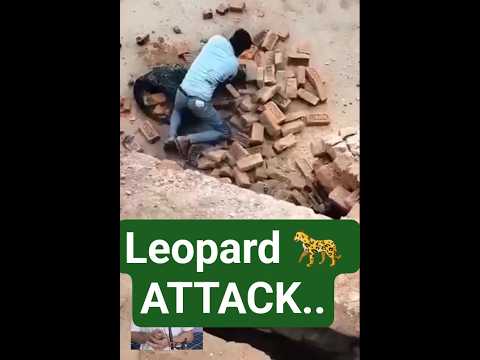 leopard 🐆 attack,tendua ka hamla, #leopard #animals #feed #shorts #shortvideo #feed #shortfeed #abc