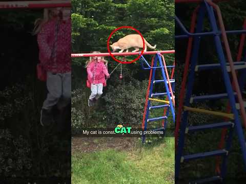 Was This Cat Trying to Be a Daredevil? 🐱💥