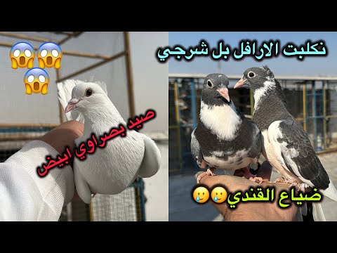 صيد بصراوي ابيض بل هوه 😍الشرجي غدر ب طيور🥲القندي سلملي🥹🥹🥹🥹