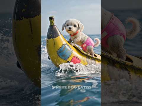 🚤🛳 The poor puppy was bullied by the cat for not having a cool ride on the ocean