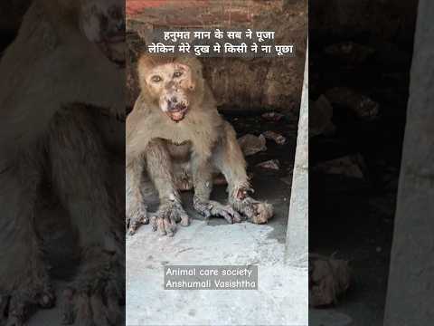 #injured by electric #shortsfeed #foryou #hanuman #youtubeshorts #animals #love #humanity #india#1m