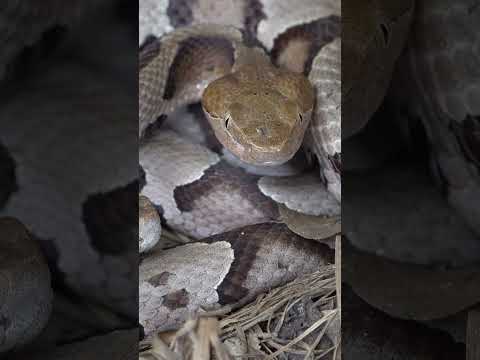 Double Copperhead Under Tin!