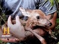 Exploring Wildlife and Team Decisions