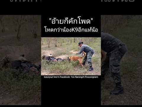 โหดกว่าน้อง K9 ก็ครูฝึกน้องนี่แหละครับ