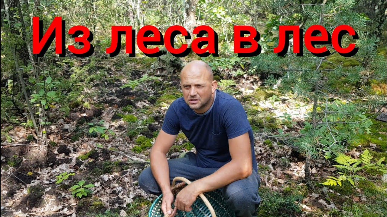Первые осенние грибы. Ремонт в котельной продолжается. Будут ли клички у поросят от свинки Бочки?