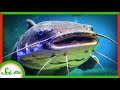 Unique Animal Senses and Adaptations