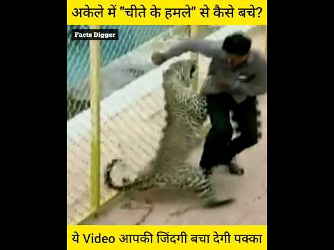 अकेले में चीते और बाघ के हमले से कैसे बचे, जिंदगी बचाने वाली वीडियो amazing facts Cheetah tiger