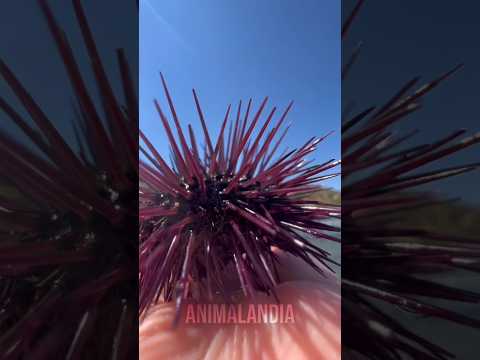 Manual rápido de como estragar seu dia na praia #curioso #animais #bichos
