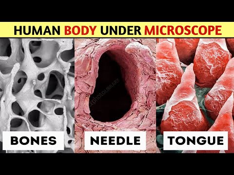 How Human Body Parts Looks Under Microscope 🔬 | worldkfactz