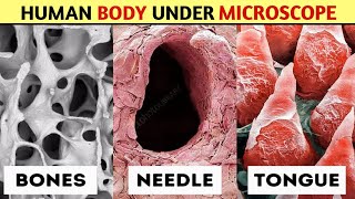 How Human Body Parts Looks Under Microscope 🔬 | worldkfactz