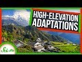 High-Altitude Adaptations and Physiology