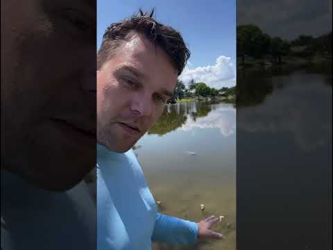 Gators in Florida #everglades #florida #educational #psa #shorts