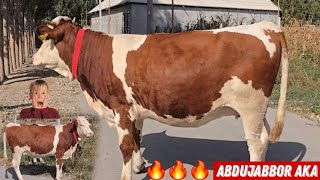 Abdujabbor Aka Yangi Partiya Simental Gibrit Rossiyski Sigirlar 
