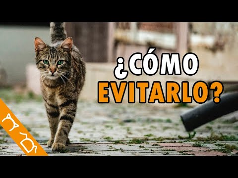 ¿Por Qué Mi Gato Se Va De La Casa Por Varios Días?