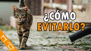 ¿Por Qué Mi Gato Se Va De La Casa Por Varios Días?