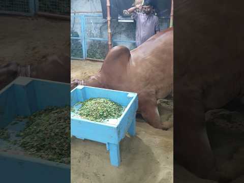 havy giant bachri ?? #viral #shortsvideo #mashallah