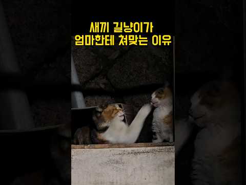 애를 때리는 고양이