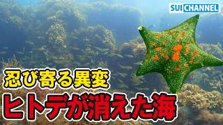 海からヒトデが消えた。人知れず異変が起きていた件