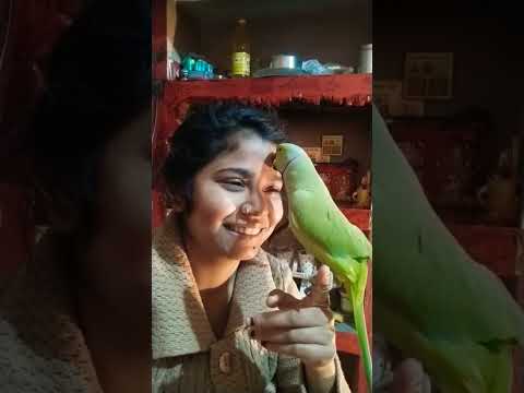 #talkingparrot