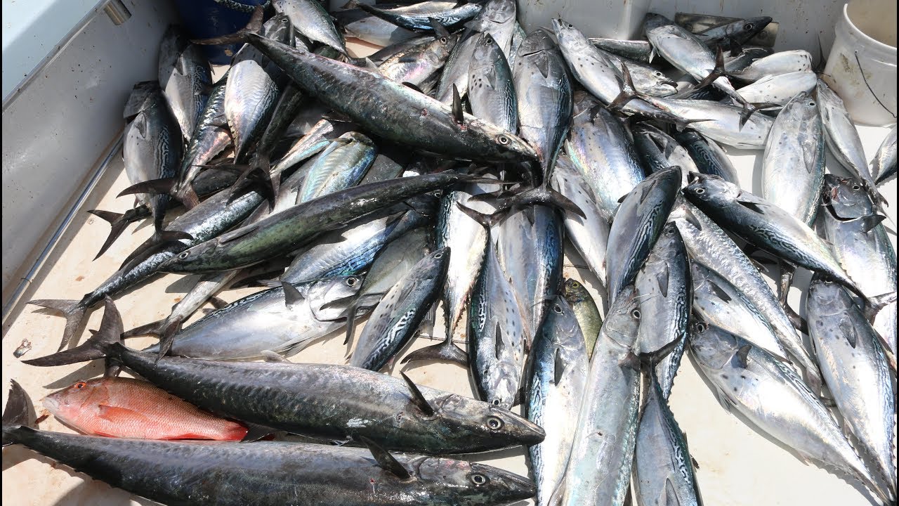 Ever Wonder What A THOUAND DOLLAR in Fish Looks Like? (Commercial King Mackerel Fishing)