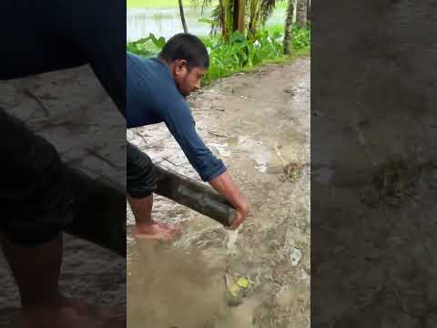 fishing এমন দৃশ্য এখন আর চোখে পড়ে না 🌴🐟 খুব সুন্দর মাছের ভিডিও দিলাম 🐟🐟