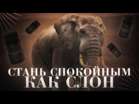 САМАЯ МОЩНАЯ АШВАГАНДА В МИРЕ