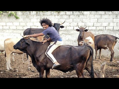 Me Subi En Una Vaca Casi Me Patea  Ft Manchao ( Raputin oficial )