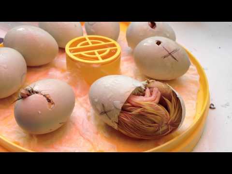 Ducklings hatching