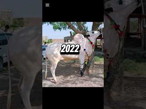 Mera Sabse Pyara Dost: Aaj Iska Din Bahut Khaas Hai! 🐾 #Pets #AnimalLove #ViralVideo