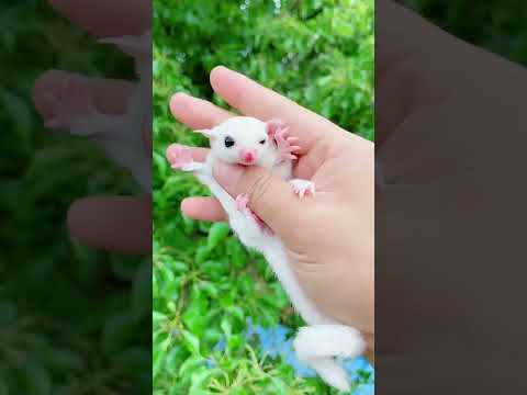 So Cute ? Daily Dose ? Baby Animal