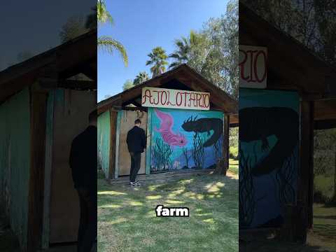 Abandoned Axolotl Farm ๐ณ #mexico
