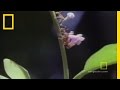 Leaf Cutter Ants and Their Ecosystem