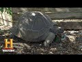 Galapagos Tortoise Facts and Trivia