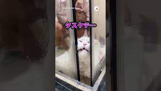 お尻が汚れたので洗われる猫｜PECO