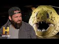 Yellow Head Moray Eel Study