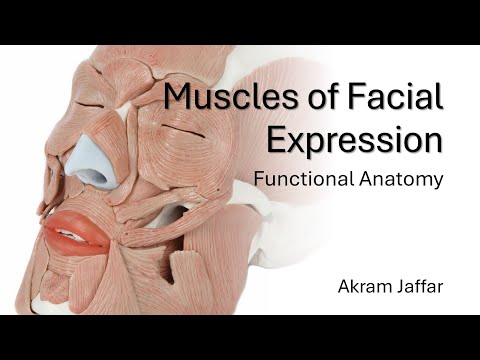 Muscles of Facial Expression - Functional Anatomy