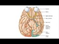 Cranial Nerves and Their Functions