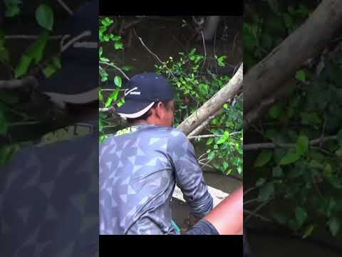 ถ้าจะได้ ทำยังไงมันก็ได้ #funnyvideo #fishing #ตกปลา #funny #fish #ตกปลาชะโด #ปลาชะโด