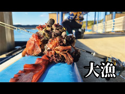 【大漁】フェリーターミナルから驚きの仕掛けでとにかく大漁に魚を釣る！！！！！